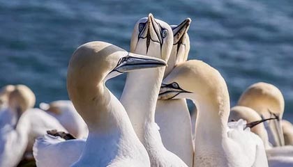 九游游戏-穿越火线 线上锦标赛完美收官，cf锦标赛手游