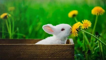 九游体育官方网站-法甲球队实力碾压对手，夺得胜利，法甲球队阵容